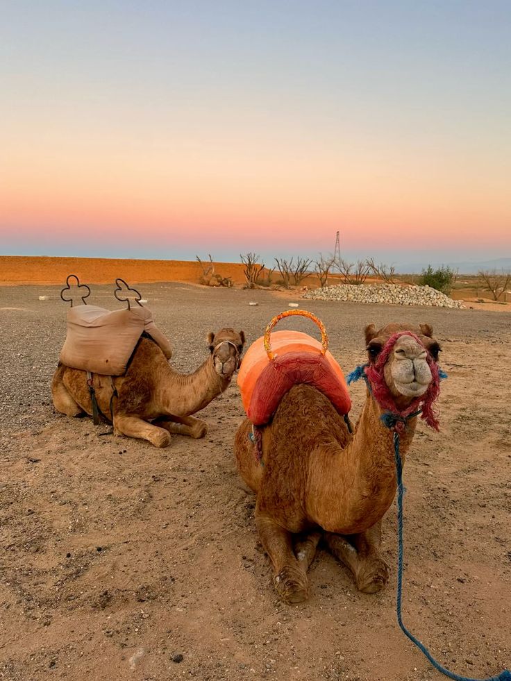 Camels in the Agafay desert, Marrakech _3